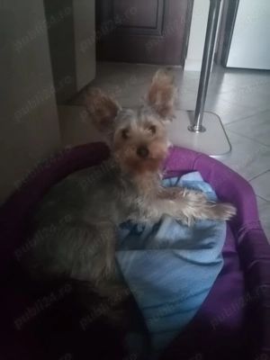 Vand catel 9 luni rasa Yorkshire - imagine 2