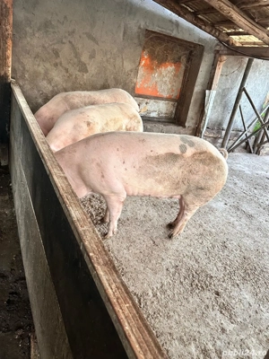 Vând porci - imagine 2