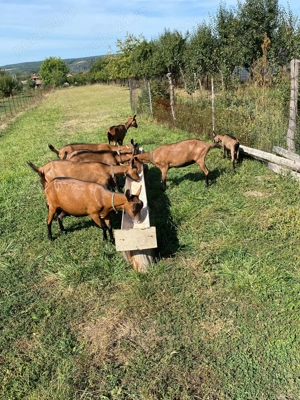 Vand capre alpine franceze , bune de lapte la a doua fatare