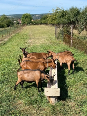 Vand capre alpine franceze , bune de lapte la a doua fatare - imagine 4