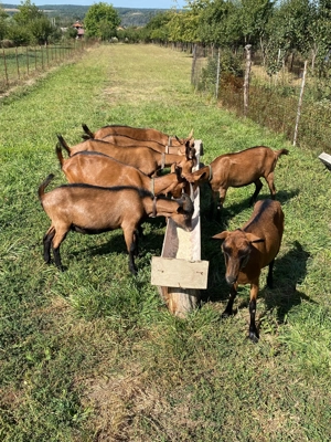 Vand capre alpine franceze , bune de lapte la a doua fatare - imagine 3