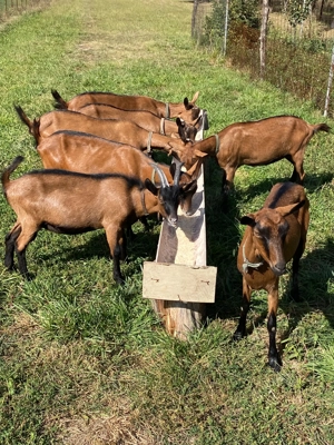 Vand capre alpine franceze , bune de lapte la a doua fatare - imagine 2