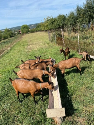 Vand capre alpine franceze , bune de lapte la a doua fatare - imagine 5