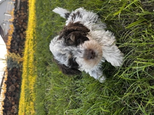 Lagotto romagnolo