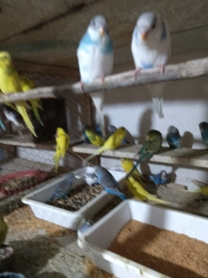 Vând peruși ondulați en gros 