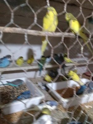 Vând peruși ondulați en gros  - imagine 2 Vând peruși ondulați en gros  - imagine 2