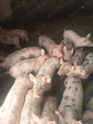 Vând purcei de 7 săptămâni 