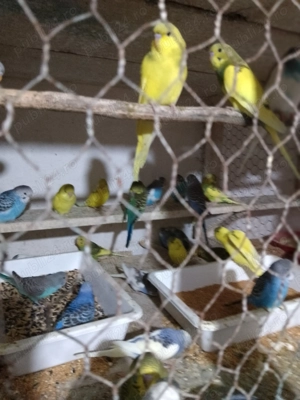 Vând peruși ondulați en gros  - imagine 4 Vând peruși ondulați en gros  - imagine 4