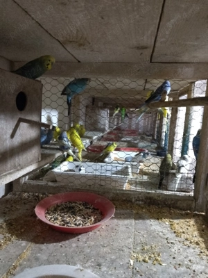 Vând peruși ondulați en gros  - imagine 3 Vând peruși ondulați en gros  - imagine 3