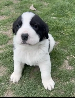 Îngrijitor gospodărie  - imagine 4