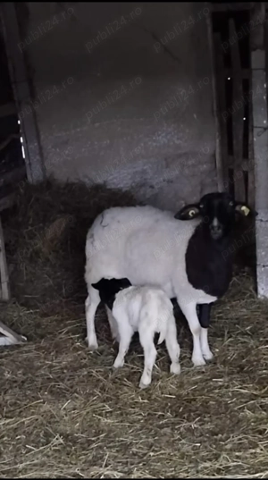 Îngrijitor gospodărie particulară  - imagine 2