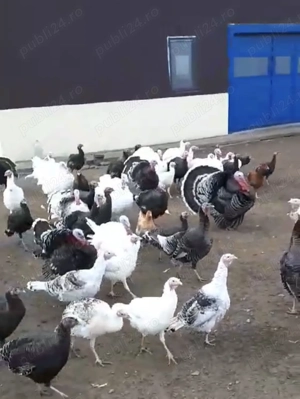 Îngrijitor gospodărie  - imagine 2