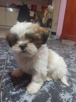 catei shih-tzu 