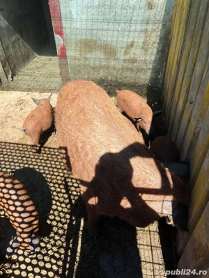 purcei rasa Mangalita - imagine 3