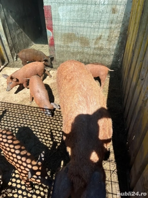 purcei rasa Mangalita