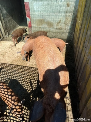purcei rasa Mangalita - imagine 2