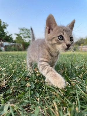 Pui de pisica drăguți și jucausi