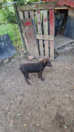 Vând catel de intors oile