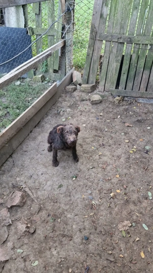 Vând catel de intors oile - imagine 4