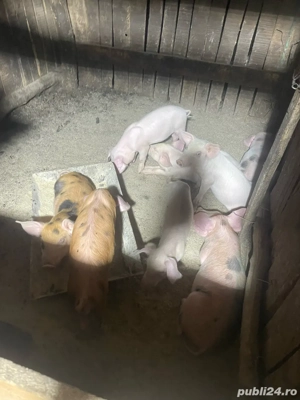 vînd purcei de 2 luni jumate 