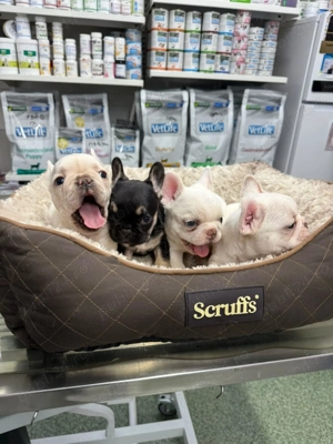 De vanzare mici bulgarasi de buldog francez - imagine 2