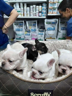 De vanzare mici bulgarasi de buldog francez - imagine 5