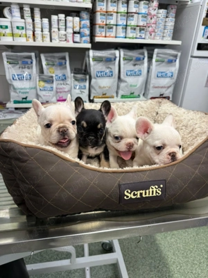 De vanzare mici bulgarasi de buldog francez - imagine 4