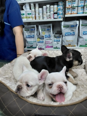 De vanzare mici bulgarasi de buldog francez - imagine 3