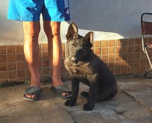 Pui Ciobanesc German Negri din parinti cu pedigree - imagine 2