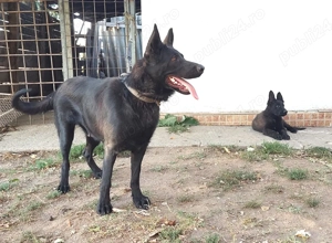 Pui Ciobanesc German Negri din parinti cu pedigree