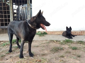 Pui Ciobanesc German Negri din parinti cu pedigree - imagine 4