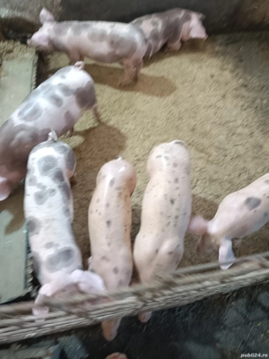 vând purcei petran 10 săptămâni m-ai multe detalii în privat 