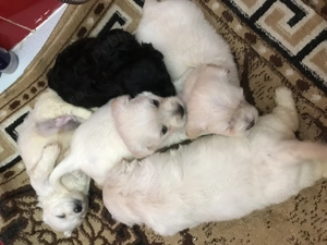 Căței de talie mică o luna și 1 săptămâna 