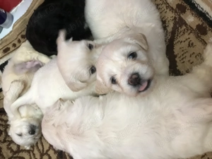 Căței de talie mică o luna și 1 săptămâna  - imagine 2 Căței de talie mică o luna și 1 săptămâna  - imagine 2