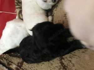 Căței de talie mică o luna și 1 săptămâna  - imagine 3 Căței de talie mică o luna și 1 săptămâna  - imagine 3