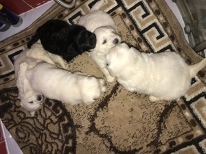 Căței de talie mică o luna și 1 săptămâna  - imagine 5 Căței de talie mică o luna și 1 săptămâna  - imagine 5