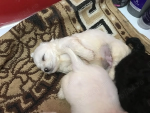 Căței de talie mică o luna și 1 săptămâna  - imagine 4 Căței de talie mică o luna și 1 săptămâna  - imagine 4