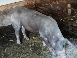 Vier de vanzare foarte frumos