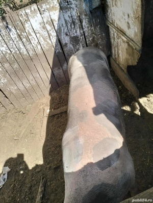 vând scroafa gestanta - imagine 3 vând scroafa gestanta - imagine 3