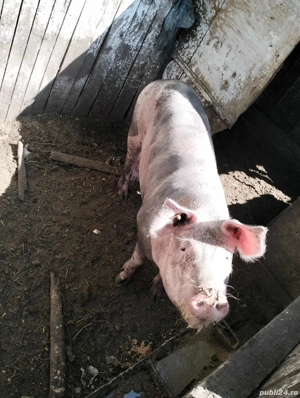 vând scroafa gestanta - imagine 4 vând scroafa gestanta - imagine 4