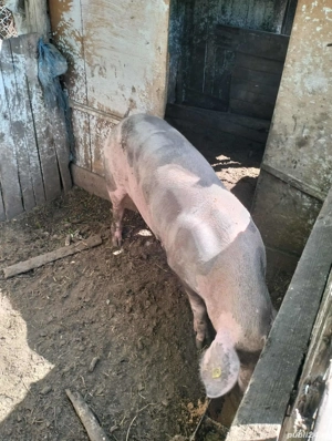 vând scroafa gestanta - imagine 2 vând scroafa gestanta - imagine 2