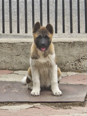 Vând Akita American  pui