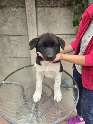 Vând Akita American  pui - imagine 4 Vând Akita American  pui - imagine 4