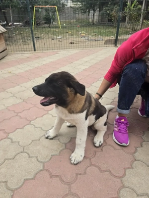 Vând Akita American  pui - imagine 3 Vând Akita American  pui - imagine 3