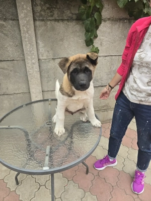 Vând Akita American  pui - imagine 2 Vând Akita American  pui - imagine 2