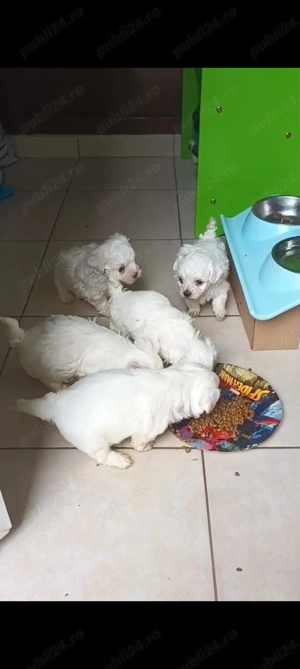 Bichon maltez,talie mica - imagine 2