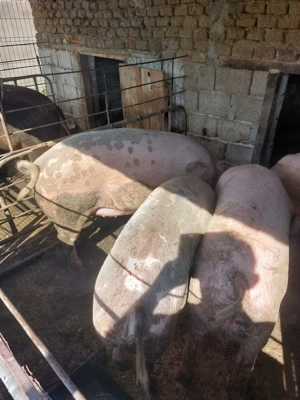 Porci de carne rasa morele alb 