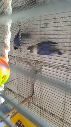 Vand mascul de agapornis personata sau schimb  cu alte pasari