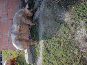Porci de vânzare pietrain cu duroc  - imagine 3