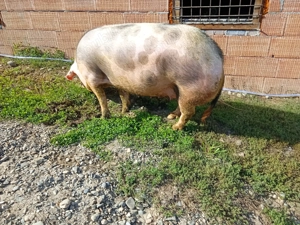 Porci de vânzare pietrain cu duroc  - imagine 2